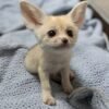 6 Fennec fox (few weeks old)