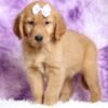 Golden retriever puppies for sale