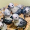 AFRICAN GREY PARROTS FOR SALE